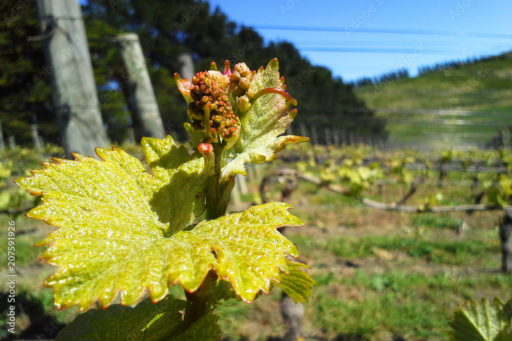 A flower of grape vine, Pinot Noir young sprouts A flower of grape vine, Pinot Noir young sprouts