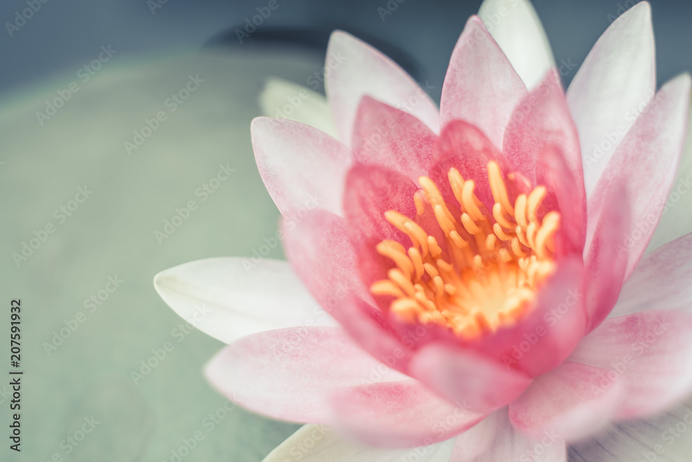 beautiful lotus flower on the water after rain in garden. beautiful lotus flower on the water after rain in garden.