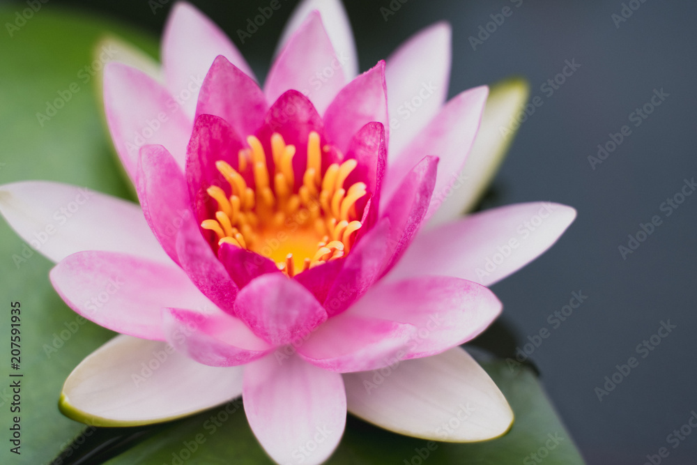 beautiful lotus flower on the water after rain in garden. beautiful lotus flower on the water after rain in garden.