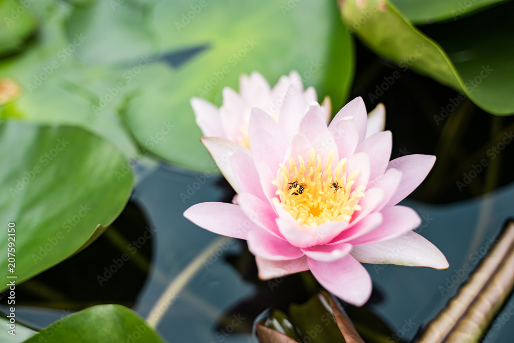 beautiful lotus flower on the water after rain in garden. beautiful lotus flower on the water after rain in garden.
