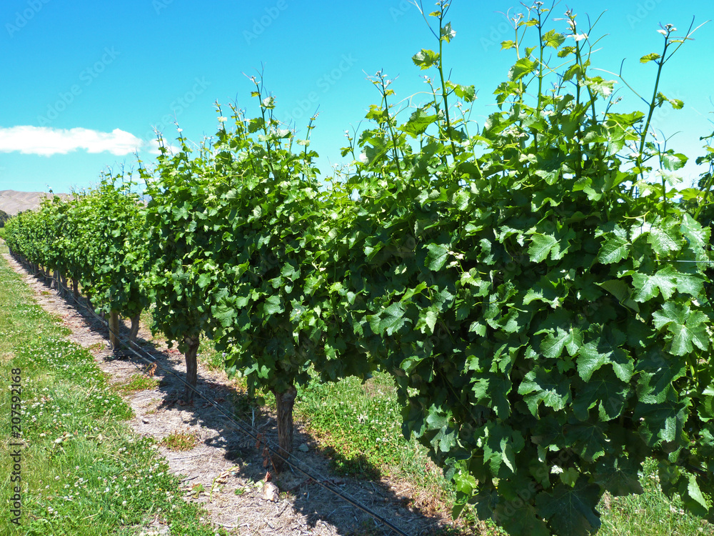 Young grape vine trees, a vineyard in New Zealand