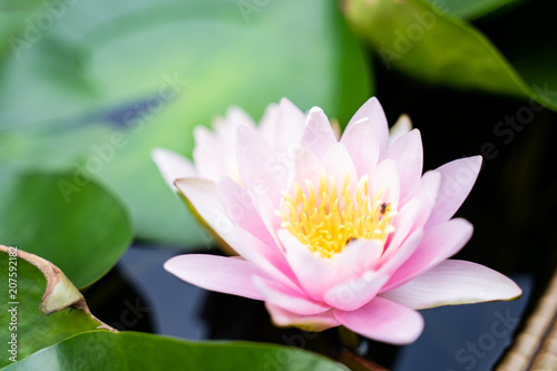 beautiful lotus flower on the water after rain in garden.