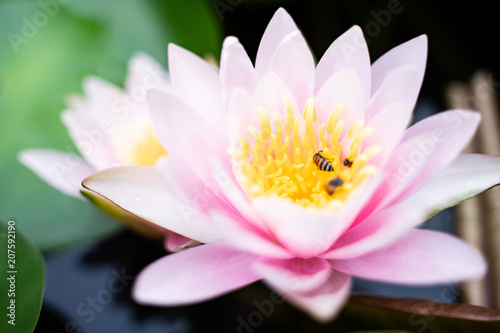 beautiful lotus flower on the water after rain in garden.