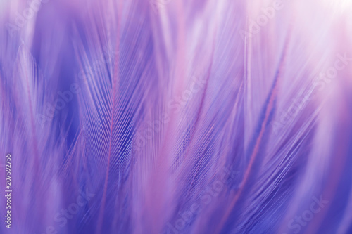 Blur Bird chickens feather texture for background Abstract  soft color of art design.