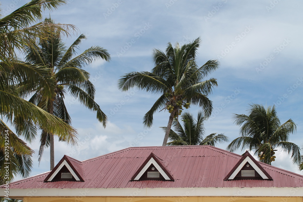 Palm and roof