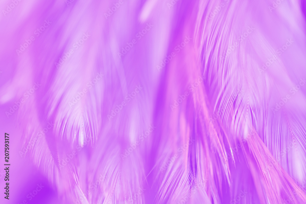 Bird and chickens feather texture for background Abstract,blur style and soft color of art design.for mobile case Bird and chickens feather texture for background Abstract,blur style and soft color of art design.for mobile case