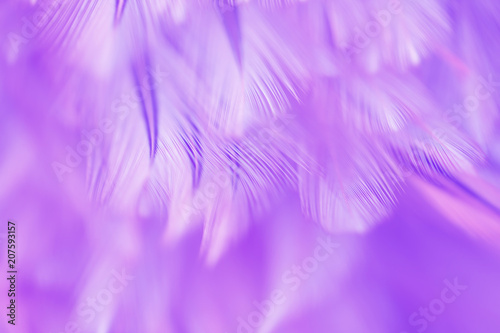 Bird and chickens feather texture for background Abstract,blur style and soft color of art design.