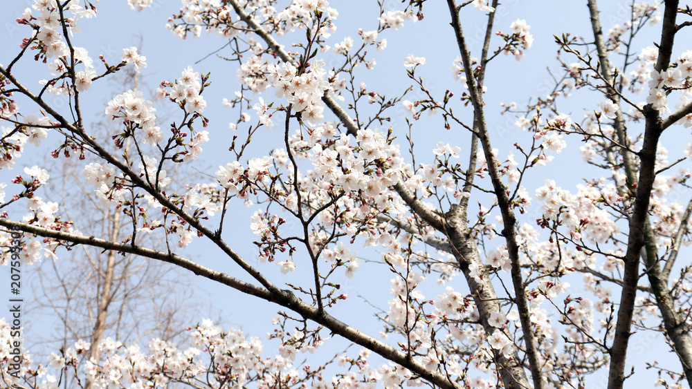 Cherry blossom trees and flowers in full bloom. Cherry blossom trees and flowers in full bloom.