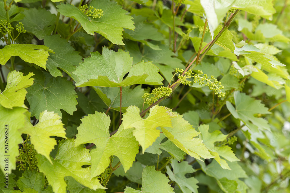 Blooms blooming the wine among green leaves. Blooms blooming the wine among green leaves.