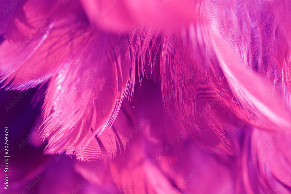 Obraz premium Bird and chickens feather texture for background Abstract,blur style and soft color of art design.