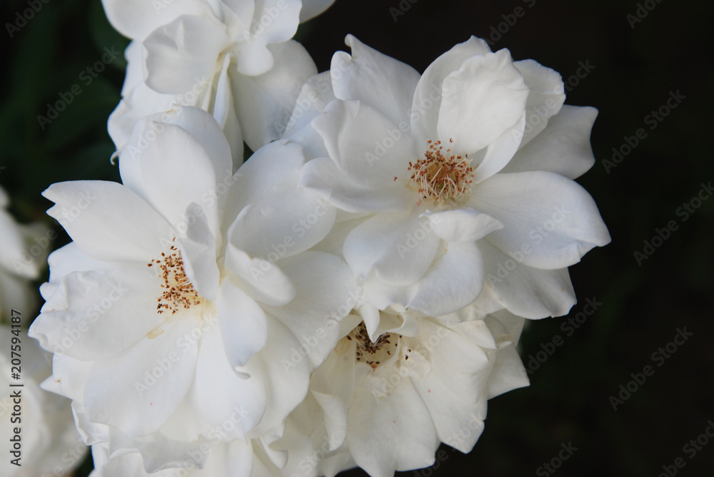White Roses Flowers Close up Bunch Garden Flowers Summer Time White Roses Flowers Close up Bunch Garden Flowers Summer Time