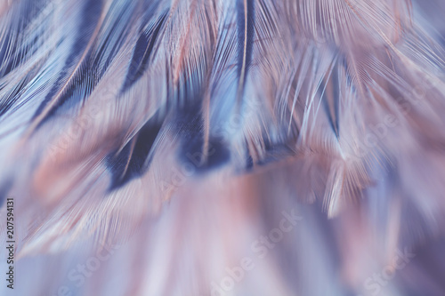Bird and chickens feather texture for background Abstract,blur style and soft color of art design.