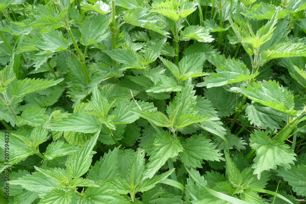 green nettle inflorescence plants large leaves grass weeds weeds medicinal raw materials green nettle inflorescence plants large leaves grass weeds weeds medicinal raw materials