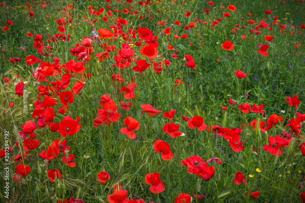 Campo de amapolas rojas en primavera en España