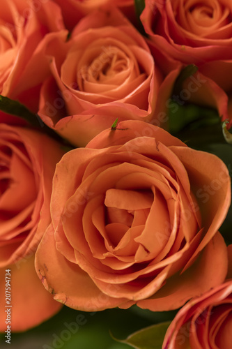 Pink delicate rose flowers in puget.