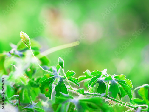 macro of Tree Leaves for nature background and save green concept spa soft and blur focus  made with gradient and filter colored.