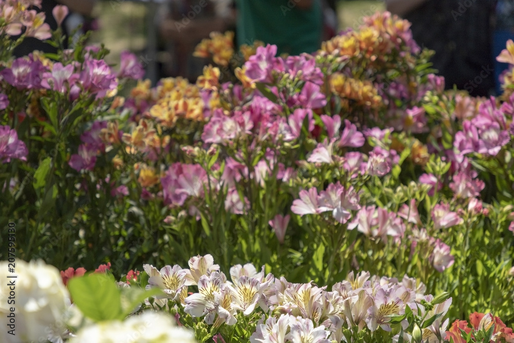 Mix of flowers Mix of flowers