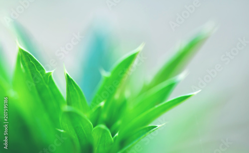 macro of Tree Leaves for nature background and save green concept spa soft and blur focus  made with gradient and filter colored.