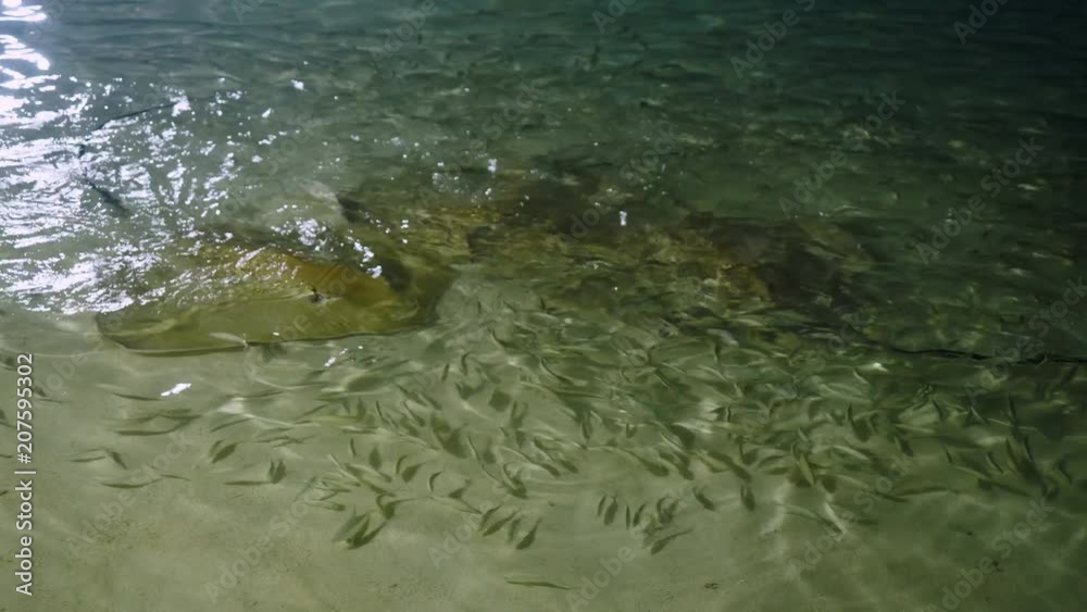 Feeding sharks, rays and fish from the shore. Maldives Feeding sharks, rays and fish from the shore. Maldives