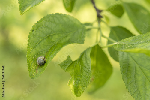 A small snail hidden on a green plum leaf.