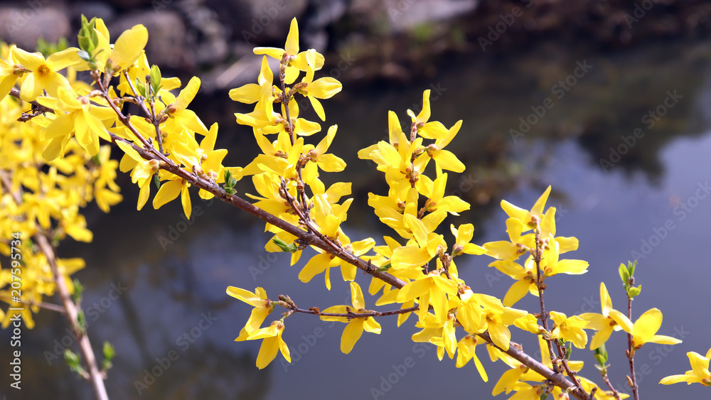 Close-up image of a full bloom yellow forsythia.