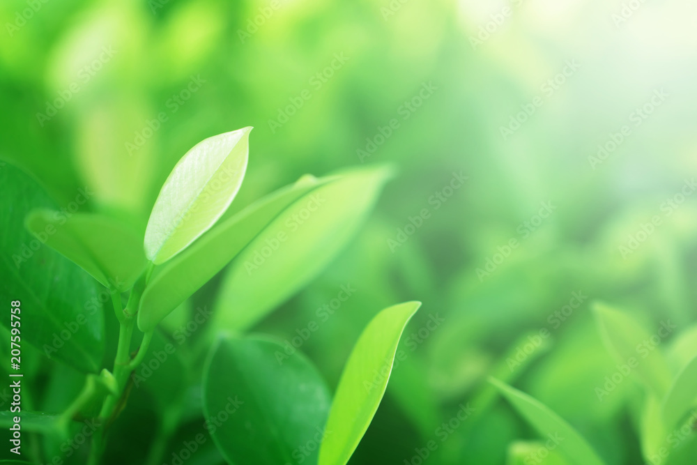 macro of Tree Leaves for nature background and save green concept,spa,soft and blur focus, made with gradient and filter colored. macro of Tree Leaves for nature background and save green concept,spa,soft and blur focus, made with gradient and filter colored.