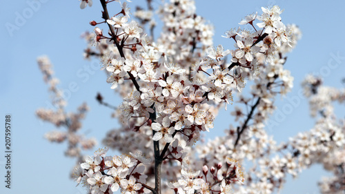 The plum blossom in full bloom on the blue sky background.