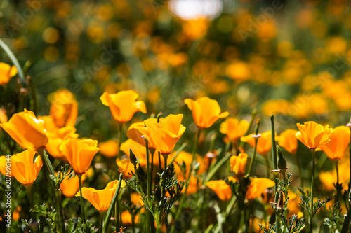 orange poppies