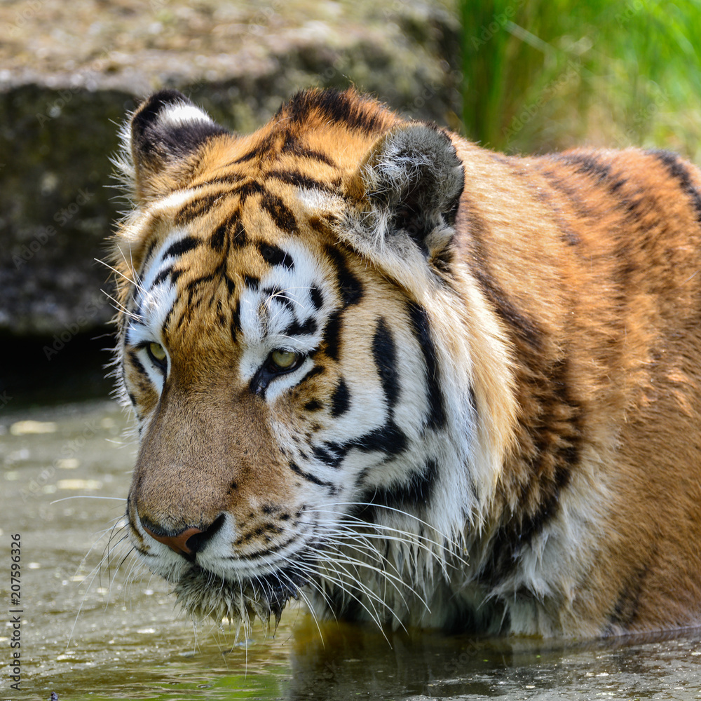 Obraz premium Portrait of Siberian Amur tiger Panthera Tigris Tigris in Summer