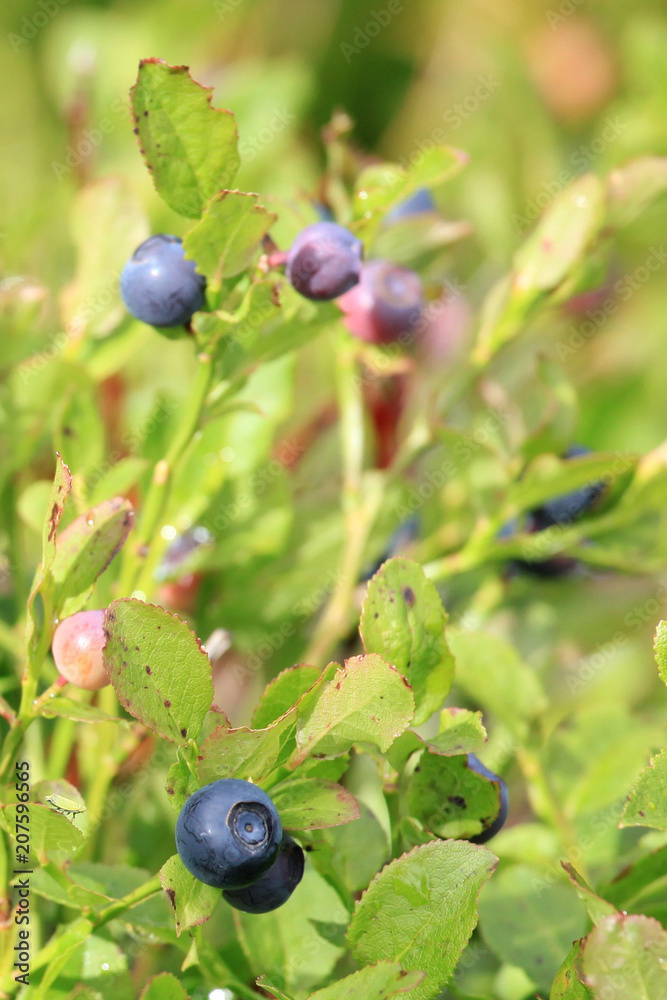 Organic Wild Blueberry Organic Wild Blueberry