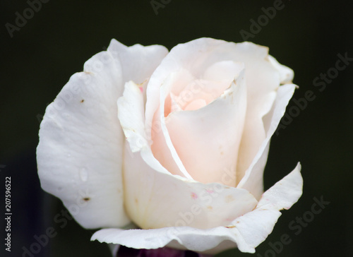 Rose type named Maria Mathilda in clouse-Up isolated from a rosarium in Boskoop the Netherlands photo