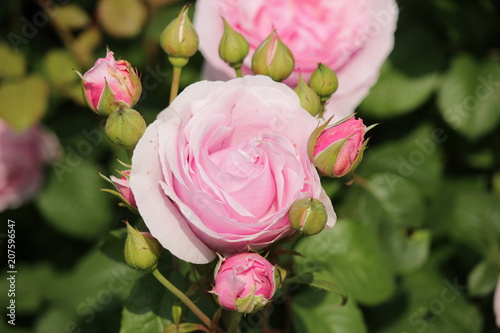 Rose type named Princesse Claire in close-Up from a rosarium in Boskoop the Netherlands