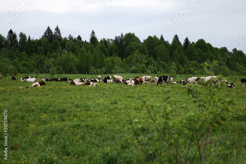 Cows grazing on a green summer meadow © andreysha74