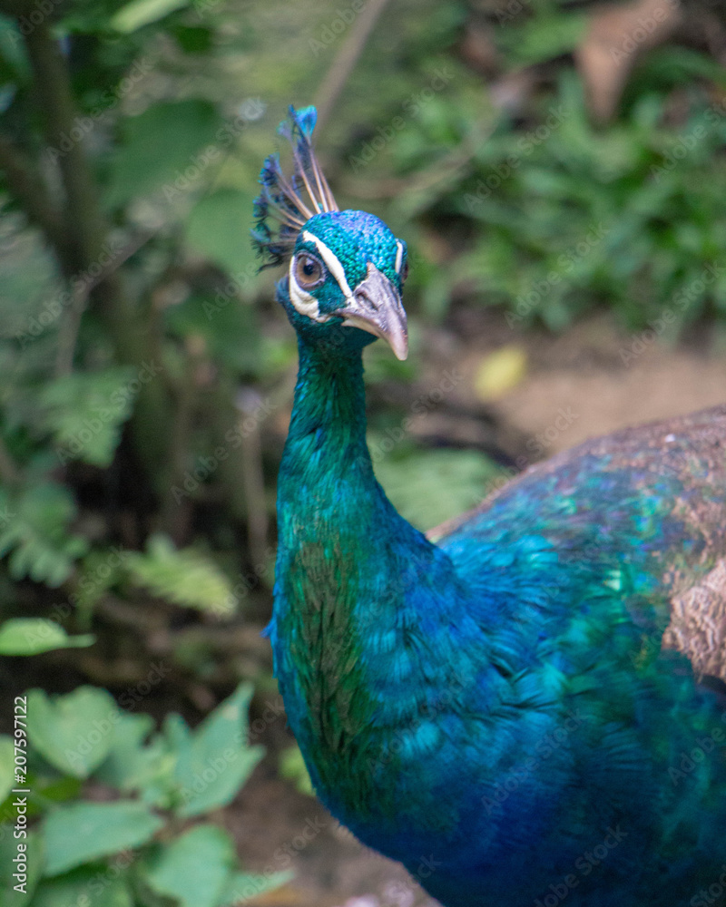 Fototapeta premium Surprised Peacock