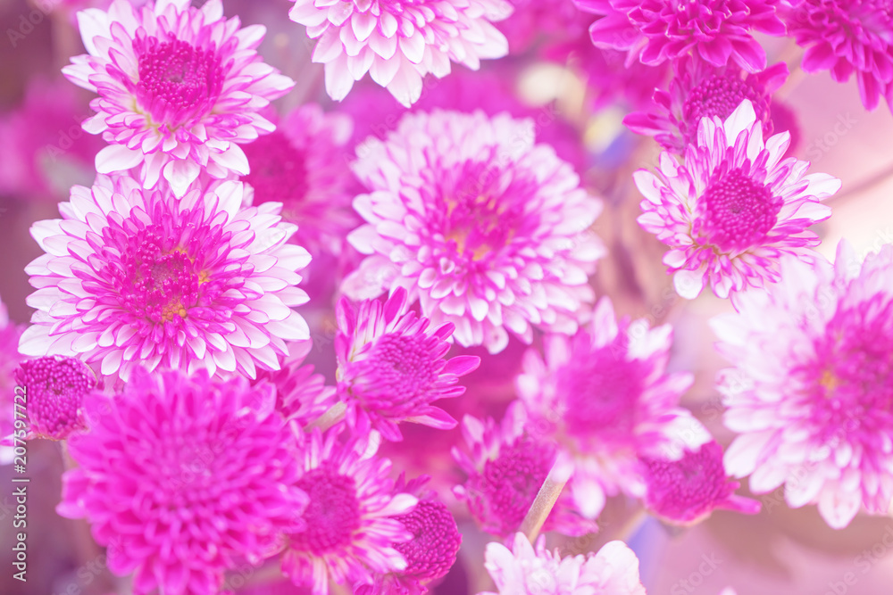 Colorful flowers chrysanthemum made with gradient for background,Abstract,texture,Soft and Blurred style.postcard.