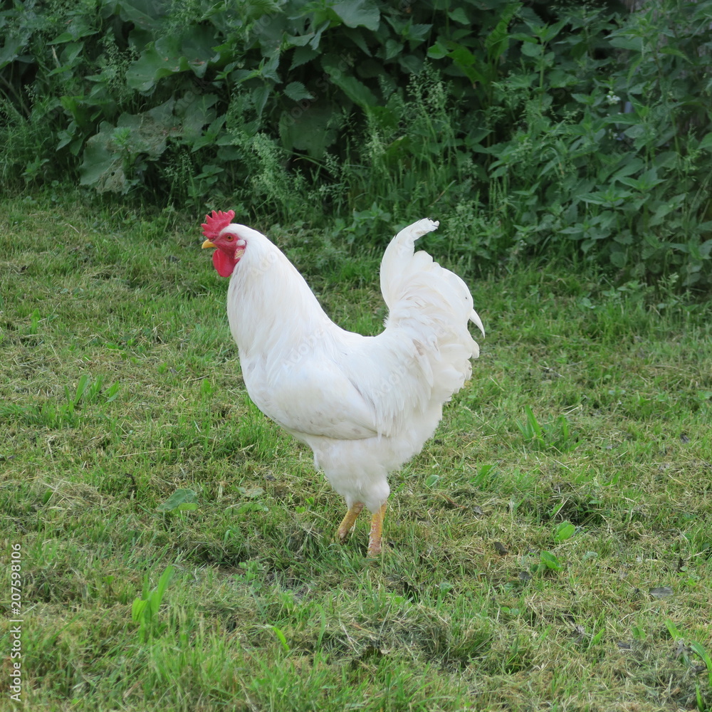 live chickens, hen, rooster in green grass live chickens, hen, rooster in green grass