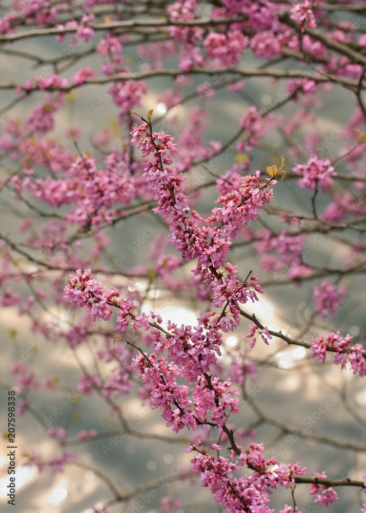 Lovely pink blossom of a cherry tree, Hangzhou, China