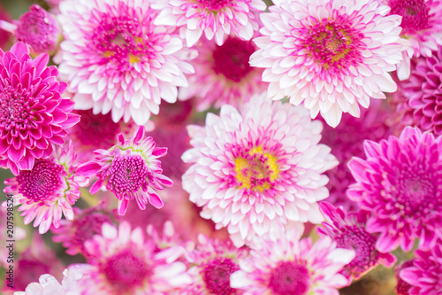 Colorful flowers chrysanthemum made with gradient for background Abstract texture Soft and Blurred style.postcard.