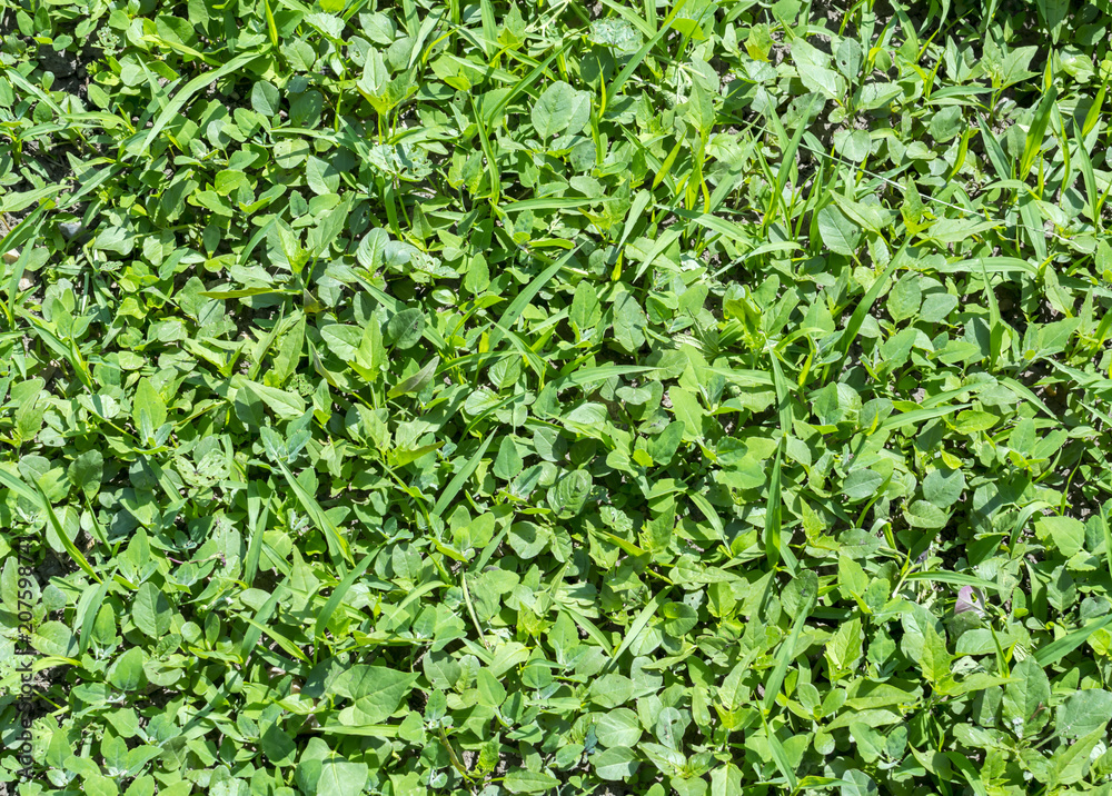 weeds a wild plant growing where it is not wanted weeds a wild plant growing where it is not wanted