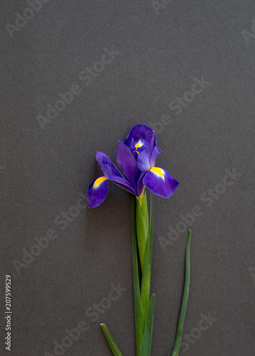 Fototapeta Naklejka Na Ścianę i Meble -  Flower of a lively blue iris lies on a dark paper, a postcard