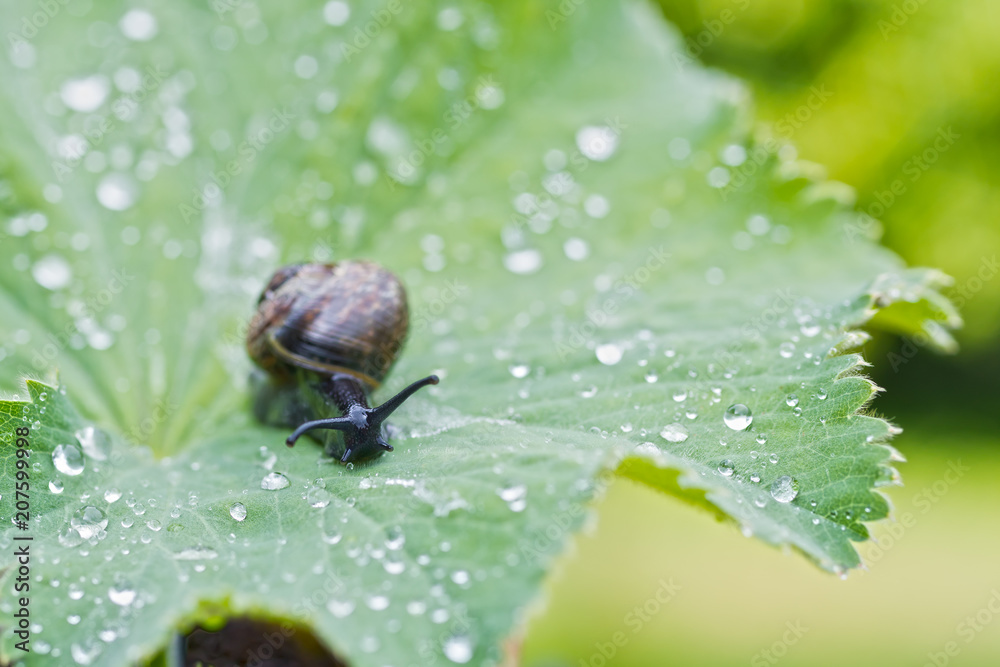 Nahaufnahme Schnecke auf Blatt (Frauenmandel) mit Wassertropfen Nahaufnahme Schnecke auf Blatt (Frauenmandel) mit Wassertropfen