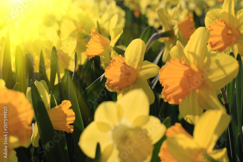 Fototapeta Naklejka Na Ścianę i Meble -  Beautiful yellow flowers of spring Narcissus in sunlight