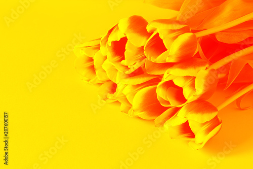 Red yellow tulip flower duotone background texture.