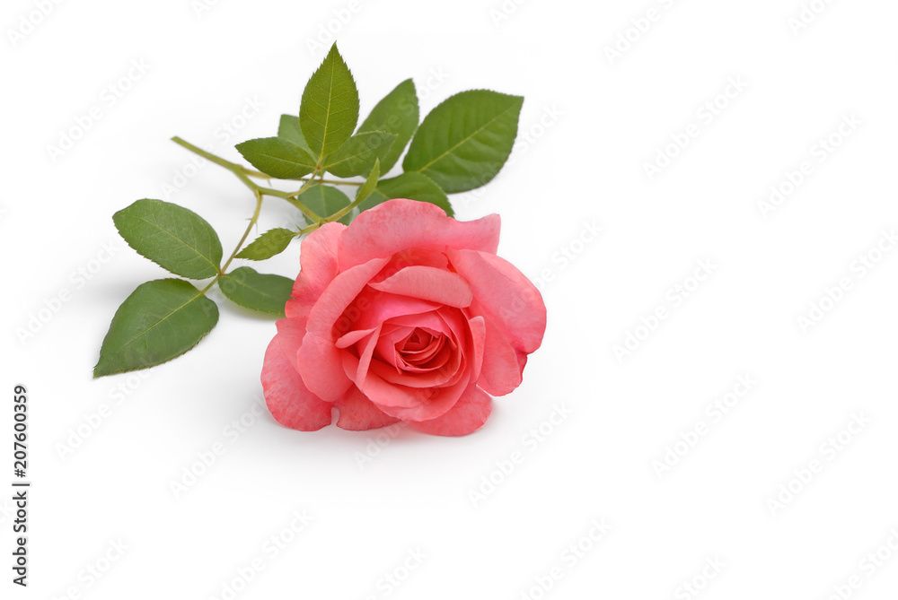 Naklejka premium Rose liegt auf weißem Hintergrund