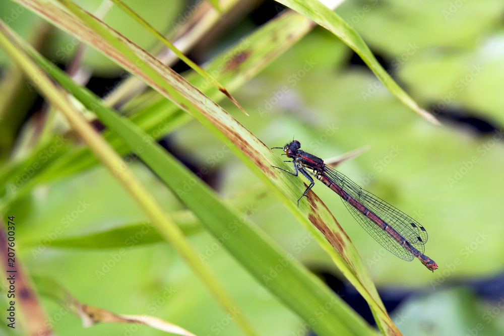 Dragonfly in Spring