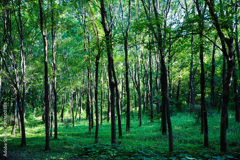 Naklejka premium tree of forest