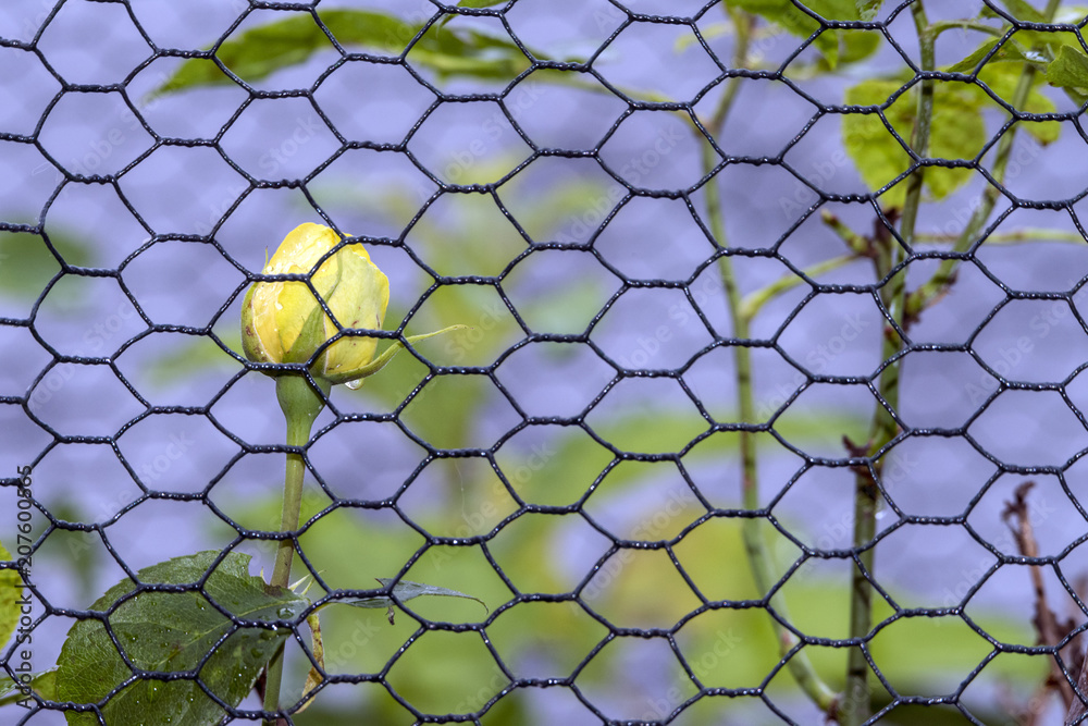 Fototapeta premium Yellow Rose Bars