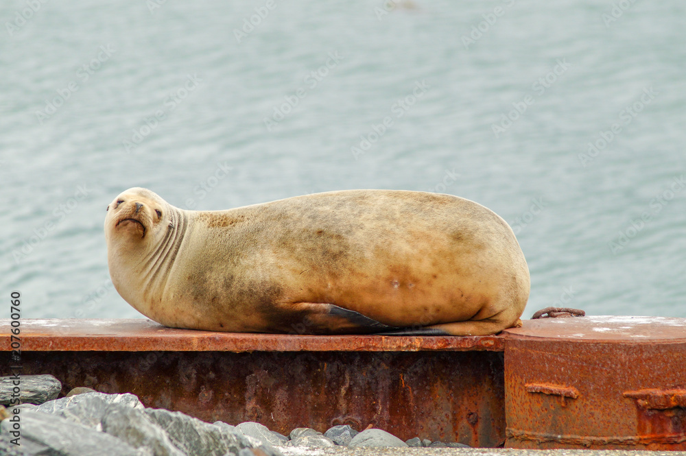 Fototapeta premium Basking Sealion
