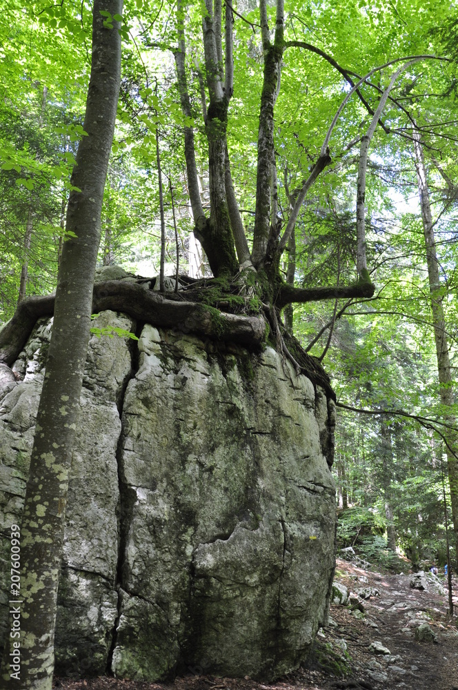 Fototapeta premium Tree on the rock