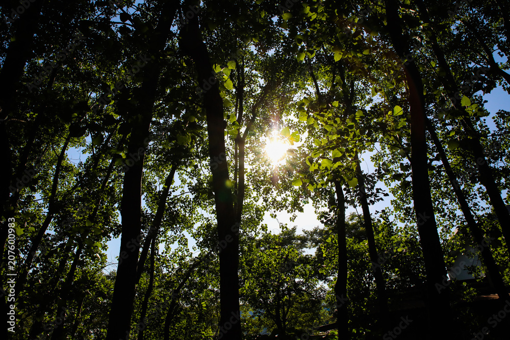 Obraz premium tree of forest